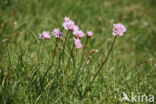 Engels gras (Armeria maritima)
