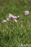 Engels gras (Armeria maritima)