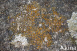 Firedot lichen (Caloplaca holocarpa)