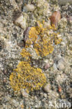 Firedot lichen (Caloplaca saxicola)