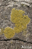 Common goldspeck lichen (Candelariella vitellina)