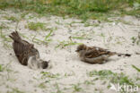 House Sparrow (Passer domesticus)