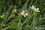 Long-leaved Scurvygrass (Cochlearia officinalis ssp. anglica)