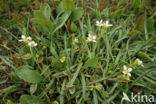 Long-leaved Scurvygrass (Cochlearia officinalis ssp. anglica)