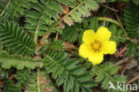 Silverweed (Potentilla anserina)
