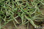 Sea Plantain (Plantago maritima)