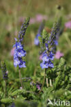 Large Speedwell