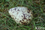 Oystercatcher (Haematopus ostralegus)