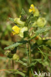 Yellow-rattle (Rhinanthus minor)