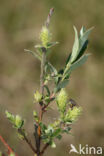 Creeping Willow (Salix repens)