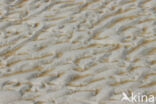 National Park Schiermonnikoog