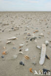 National Park Schiermonnikoog
