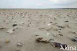National Park Schiermonnikoog