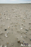 National Park Schiermonnikoog