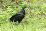 American black vulture (Coragyps atratus)