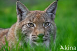 Eurasian Lynx (Lynx lynx)
