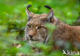 Eurasian Lynx (Lynx lynx)