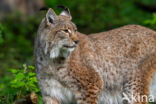 Eurasian Lynx (Lynx lynx)