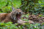 Eurasian Lynx (Lynx lynx)