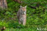 Eurasian Lynx (Lynx lynx)