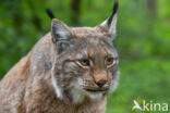 Eurasian Lynx (Lynx lynx)