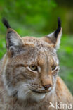 Eurasian Lynx (Lynx lynx)