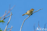 Chiffchaff (Phylloscopus collybita)