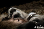 Badger (Meles meles)