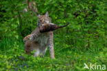 Eurasian Lynx (Lynx lynx)