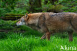 Eurasian wolf (Canis lupus lupus)
