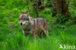 Eurasian wolf (Canis lupus lupus)