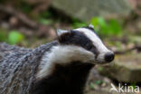 Badger (Meles meles)
