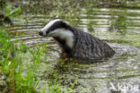 Badger (Meles meles)