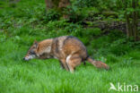 Eurasian wolf (Canis lupus lupus)