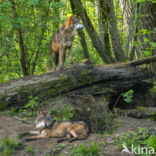 Eurasian wolf (Canis lupus lupus)
