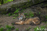 Eurasian wolf (Canis lupus lupus)