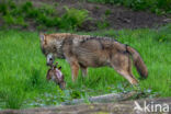 Eurasian wolf (Canis lupus lupus)