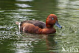 White-eyed Pochard