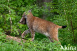 Eurasian Lynx (Lynx lynx)