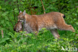 Eurasian Lynx (Lynx lynx)