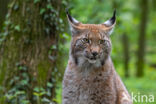 Eurasian Lynx (Lynx lynx)