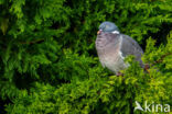Houtduif (Columba palumbus)