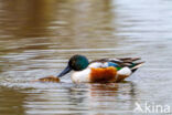 Northern Shoveler (Anas clypeata)