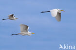 Grote Zilverreiger (Ardea alba)