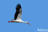 Ooievaar (Ciconia ciconia)
