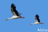 Ooievaar (Ciconia ciconia)