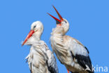 Ooievaar (Ciconia ciconia)