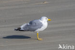 Yellow-legged gull (Larus michahellis)