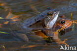 Common Frog (Rana temporaria)