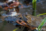 Common Frog (Rana temporaria)
